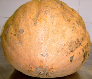 My biggest ever pumpkin