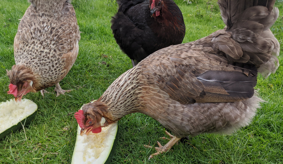 Livestock like chickens are important for small producers