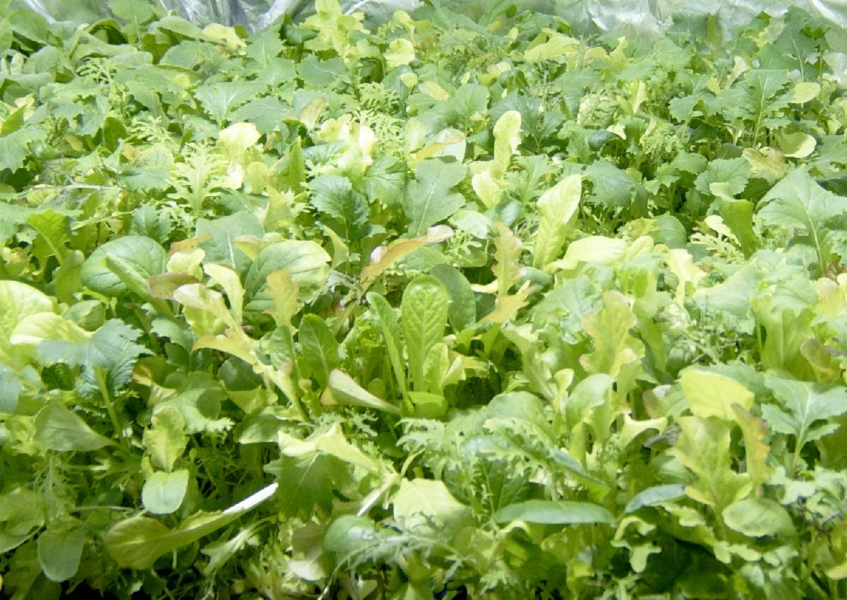 Sea of green baby leaf lettuce growing indoors
