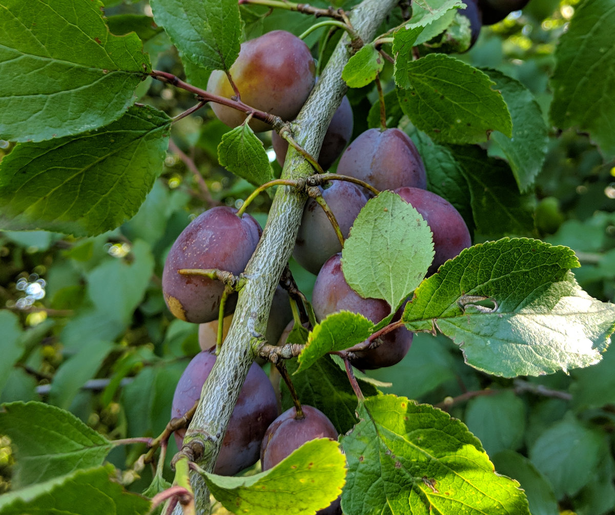 Wild growing plums in a hedgerow near me
