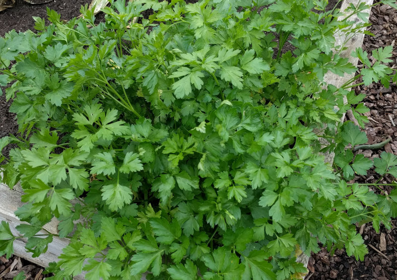 Some "herb" growing indoors