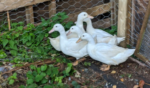 My ducks on my allotment