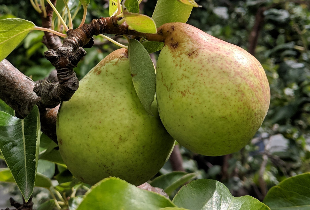 My pear crop is very good most years