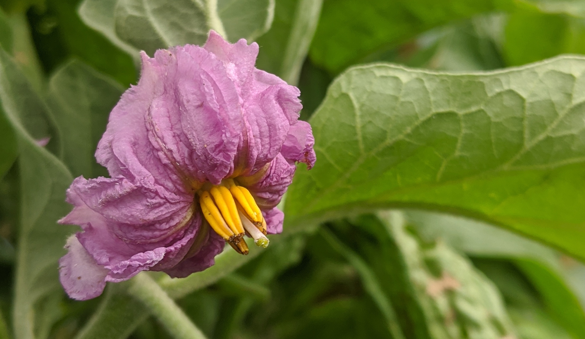 An aubergine flower