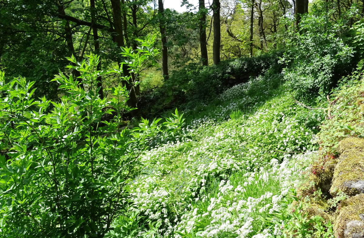 Woodland is a good place to start foraging.