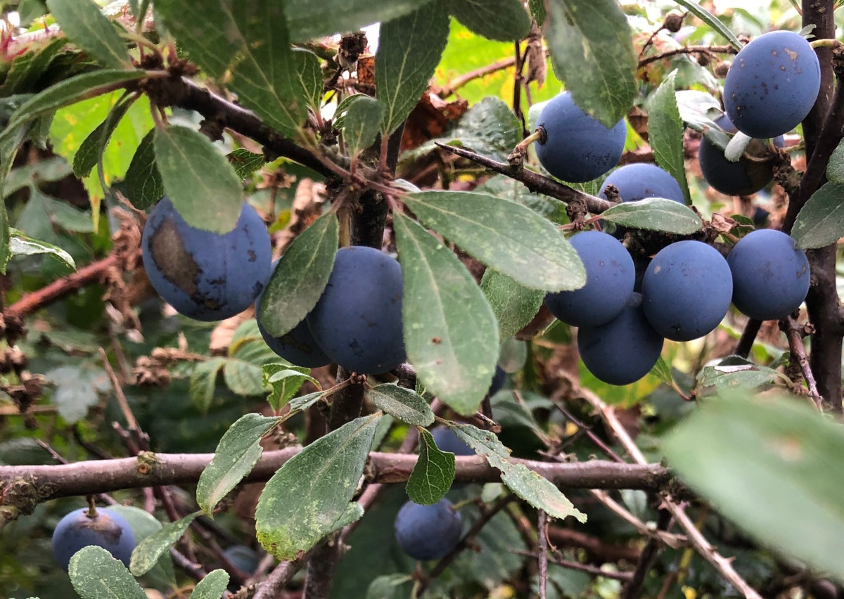 The words, phrases and sayings associated with foraging.