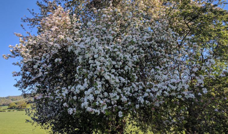 Finding foraging sites. - The Secret Garden