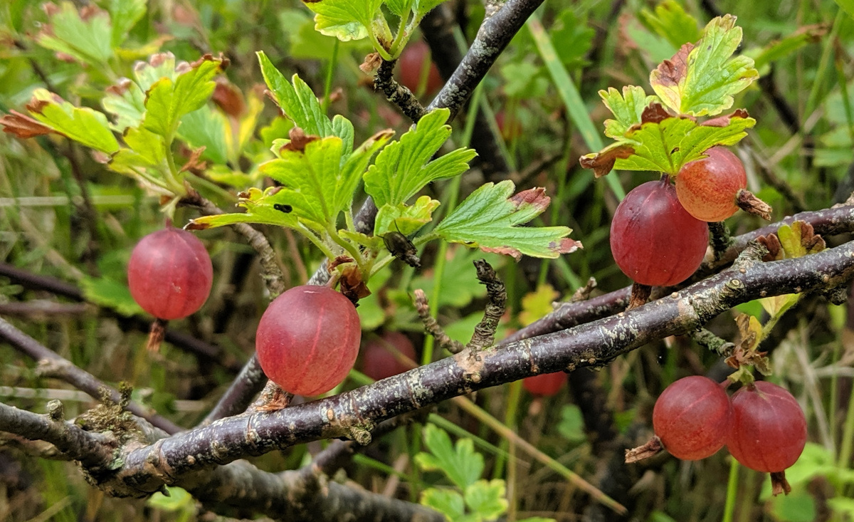 The rules of foraging and how to behave while you are collecting food