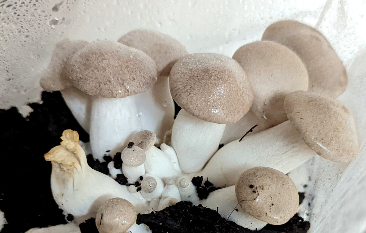 Oyster mushrooms can be foraged for.