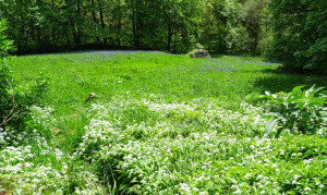 Is it a good thing or a bad thing to forage in the wild for food.