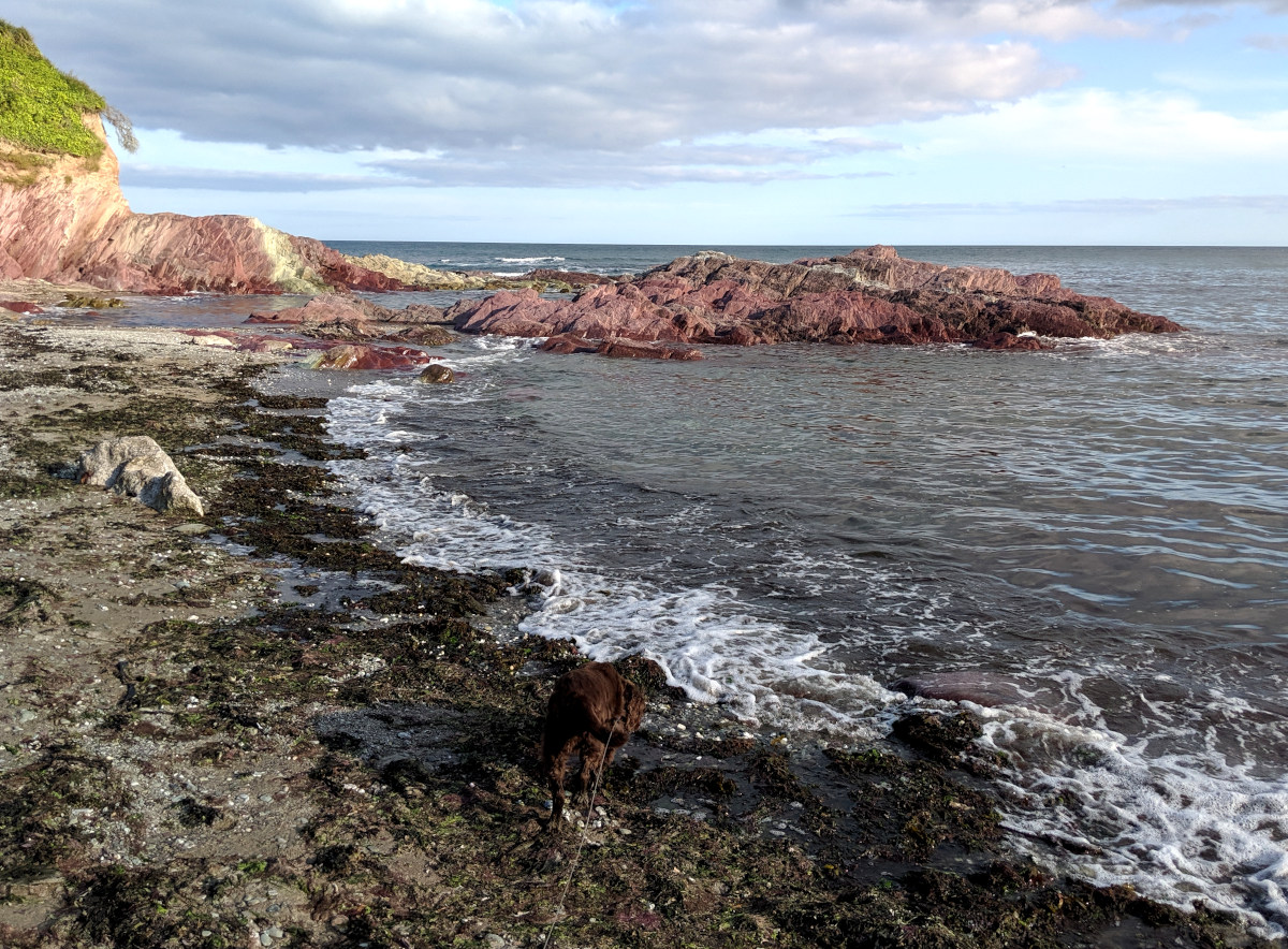 Foiraging on the sea shore at low tide with my dog for company.