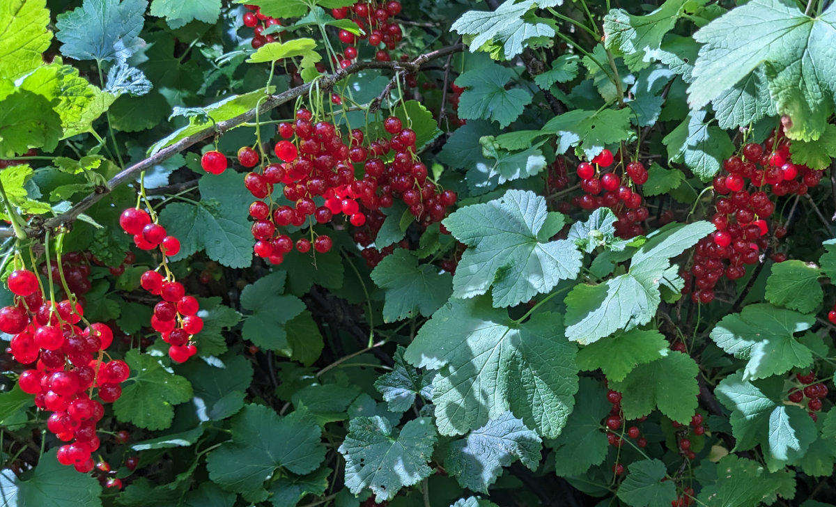 My redcurrant bushed covered in ripe fruit.
