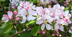 A close up of apple blossom.