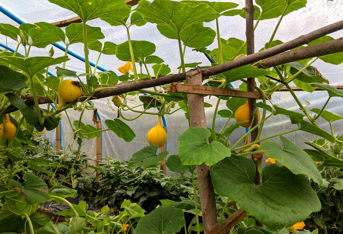 My poly-tunnel in the height of summer.