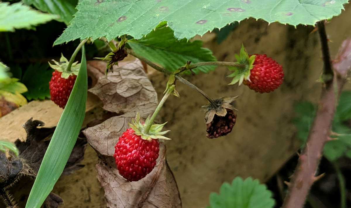 A cluster of ripe wild strawberries.