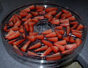 Loading my food dehydrator with soft fruits and berries.