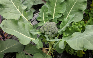 A traditional variety of brassica with smaller harvests over  longer time