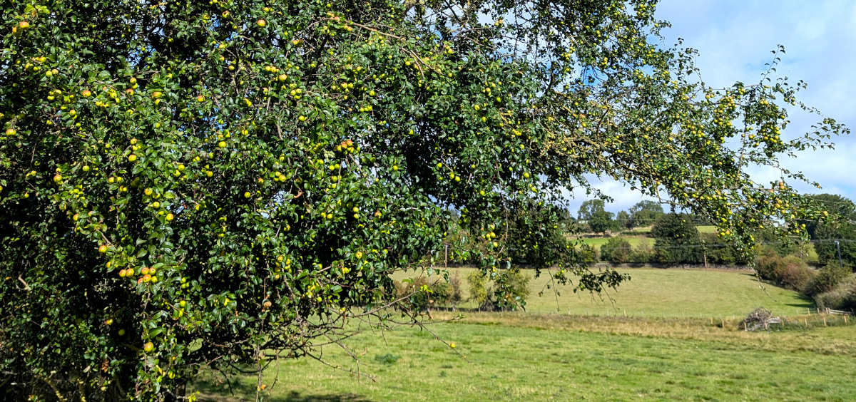 Crab apples on the farm.