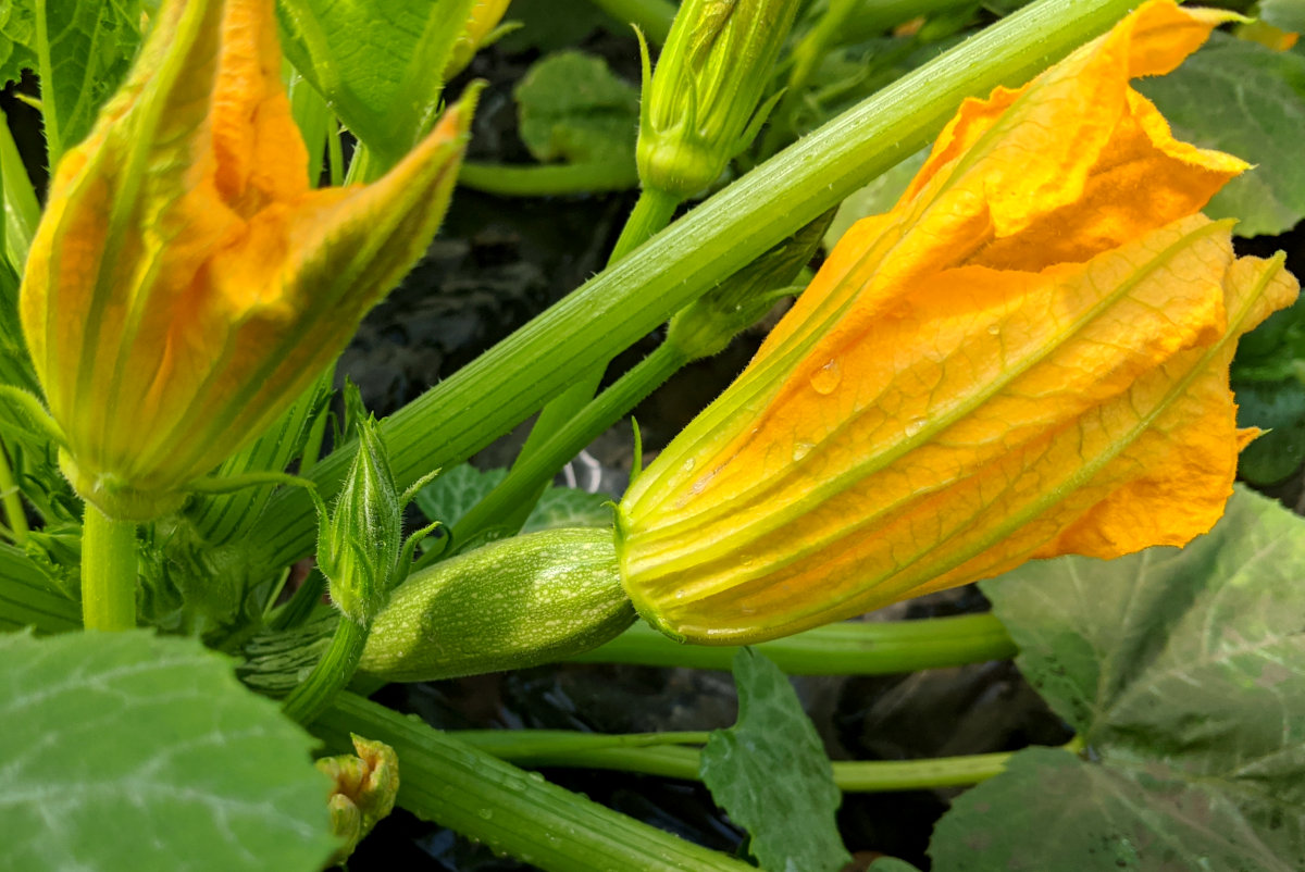 A young courgette growing in my polytunnel