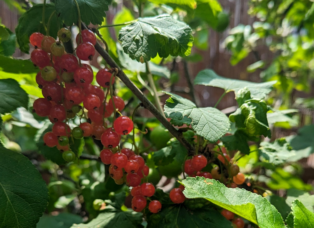 When currants were first cultivated by man.