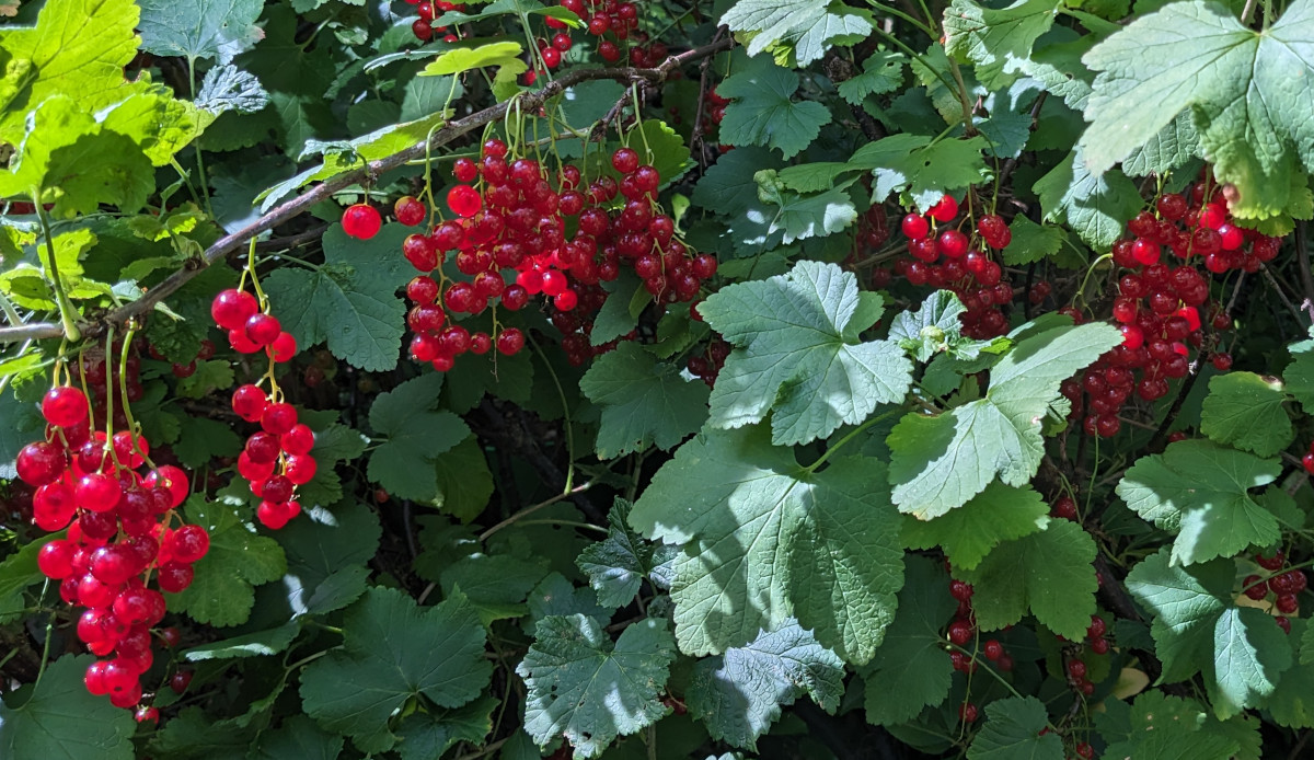 My rec currant bushes in full fruit.