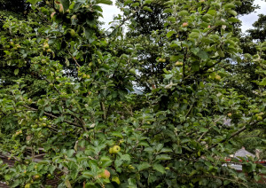 A cooking apple tree with many apples