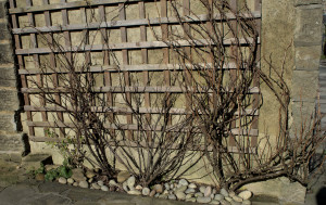 redcurrant bushes before pruning.