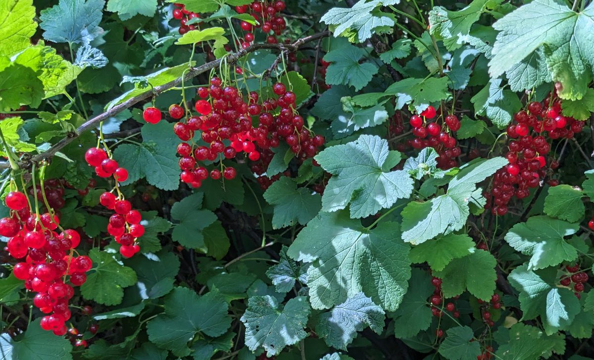 Recipes and ideas for dealing with a glut of redcurrants.