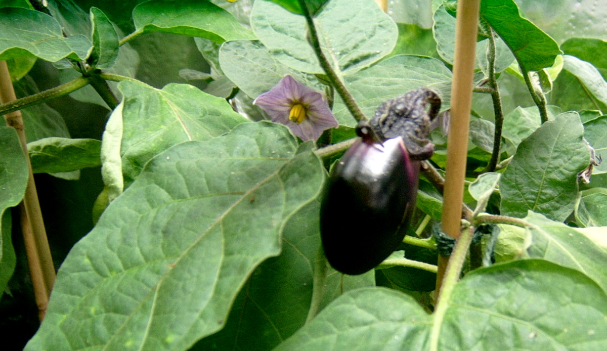 An aubergine growing hydroponically under growlights indoors