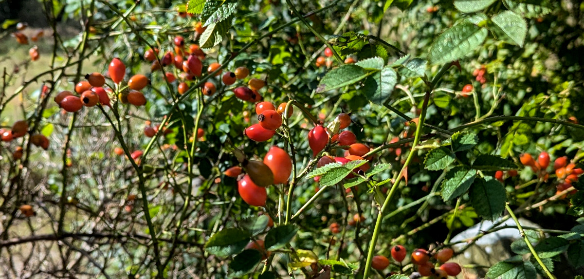 Buy fresh Yorkshire Rosehips