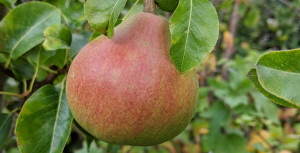a pear grown in my backyard garden